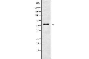Western Blotting (WB) image for anti-Potassium Voltage-Gated Channel, Subfamily G, Member 4 (Kcng4) (Internal Region) antibody (ABIN6262744)