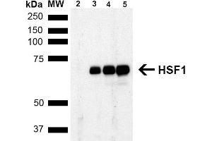 Western Blot analysis of Human Breast adenocarcinoma cell line (MCF7) showing detection of ~65 kDa HSF1 protein using Rat Anti-HSF1 Monoclonal Antibody, Clone 4B4 (ABIN1741570). (HSF1 抗体  (AA 425-439) (HRP))