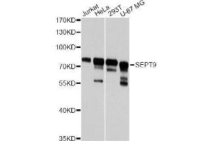 Western blot analysis of extracts of various cell lines, using SEPT9 antibody (ABIN5996148) at 1:3000 dilution. (Septin 9 抗体)