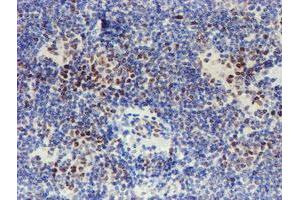 Image no. 9 for anti-WW Domain Containing Transcription Regulator 1 (WWTR1) antibody (ABIN1501763) (WWTR1 抗体)