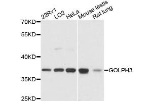 Western blot analysis of extracts of various cell lines, using GOLPH3 antibody. (GOLPH3 抗体)