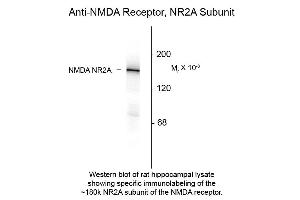 Western blot of Anti-NMDA R2A (Rabbit) Antibody - 612-401-D89 Western Blot of Rabbit anti-NMDA R2A antibody. (NMDAR2A 抗体  (N-Term))