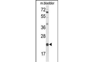Western blot analysis of DGCR6 Antibody (Center) (ABIN653560 and ABIN2842939) in mouse bladder tissue lysates (35 μg/lane). (DGCR6 抗体  (AA 103-129))