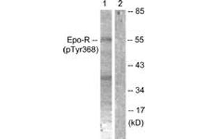 Western blot analysis of extracts from K562 cells, using Epo-R (Phospho-Tyr368) Antibody. (EPOR 抗体  (pTyr368))