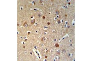 Immunohistochemistry analysis in formalin fixed and paraffin embedded brain tissue reacted with HSPA12A Antibody (Center) Cat. (HSPA12A 抗体  (Middle Region))