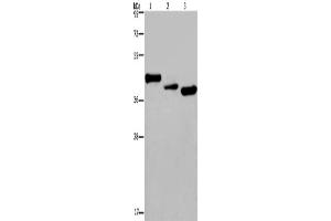 Western Blotting (WB) image for anti-Cysteine-Rich, Angiogenic Inducer, 61 (CYR61) antibody (ABIN2429877) (CYR61 抗体)