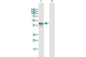 Western Blot analysis of TCF19 expression in transfected 293T cell line by TCF19 MaxPab polyclonal antibody. (TCF19 抗体  (AA 1-345))