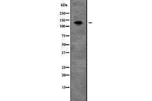 Western blot analysis of PEX1 expression in Mouse liver lysate,The lane on the left is treated with the antigen-specific peptide. (PEX1 抗体  (N-Term))