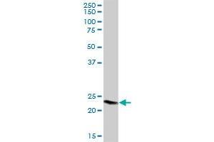 GPX8 MaxPab polyclonal antibody. (GPX8 抗体  (AA 1-209))
