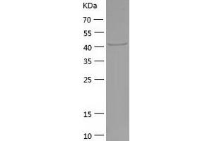 FGG Protein (AA 27-437) (His tag)