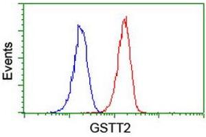 Image no. 10 for anti-Glutathione S-Transferase theta 2 (GSTT2) antibody (ABIN1498553) (GSTT2 抗体)
