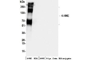 Western Blotting (WB) image for anti-4-Hydroxynonenal (HNE) antibody (ABIN7449314)
