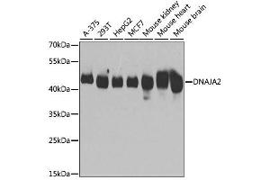 Western blot analysis of extracts of various cell lines, using DNAJA2 antibody. (DNAJA2 抗体  (AA 233-412))