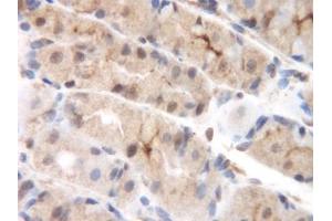 Image no. 2 for anti-Chemokine (C-C Motif) Ligand 8 (CCL8) antibody (ABIN465585) (CCL8 抗体)