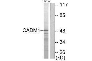 Western blot analysis of extracts from HeLa cells, using CADM1 antibody. (CADM1 抗体  (C-Term))