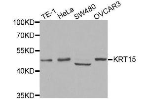 Western blot analysis of extracts of various cell lines, using KRT15 antibody. (KRT15 抗体)