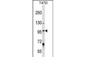 MCM8 Antibody (Center) (ABIN1538307 and ABIN2849026) western blot analysis in T47D cell line lysates (35 μg/lane). (MCM8 抗体  (AA 322-350))