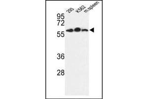 Image no. 1 for anti-Estrogen-Related Receptor gamma (ESRRG) (AA 198-227) antibody (ABIN360233) (ESRRG 抗体  (AA 198-227))