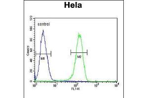 Flow cytometric analysis of Hela cells (right histogram) compared to a negative control cell (left histogram). (ADCY4 抗体  (AA 415-441))