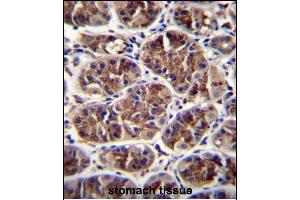 GDF5 Antibody (C-term) (ABIN655977 and ABIN2845361) immunohistochemistry analysis in formalin fixed and paraffin embedded human stomach tissue followed by peroxidase conjugation of the secondary antibody and DAB staining. (GDF5 抗体  (C-Term))