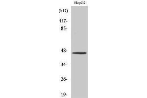 Western Blotting (WB) image for anti-Serotonin Receptor 1A (HTR1A) (C-Term) antibody (ABIN3177492) (Serotonin Receptor 1A 抗体  (C-Term))
