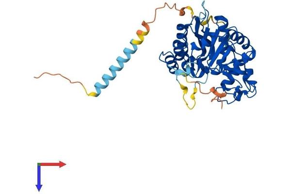B3GNT6 Protein (AA 1-391) (His tag)