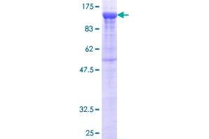 PCDHB16 Protein (GST tag)