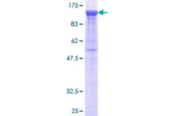 PCDHB16 Protein (GST tag)