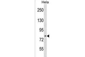 ARHGEF33 Antibody (C-term) (ABIN1537581 and ABIN2838277) western blot analysis in Hela cell line lysates (35 μg/lane). (ARHGEF33 抗体  (C-Term))