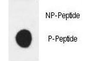 Dot blot analysis of phospho-HER3 antibody. (ERBB3 抗体  (pTyr1289))