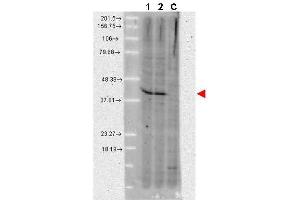 Western blot using  anti-AHA1 monoclonal antibody shows detection of a band ~42 kDa in size corresponding to AHA1 in A431 whole cell lysate (lane 1) and MCF-7 whole cell lysate (lane 2). (AHSA1 抗体)