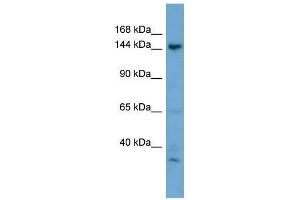 GNPTAB antibody used at 0.