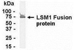 Western Blotting (WB) image for anti-LSM1 Homolog, U6 Small Nuclear RNA Associated (LSM1) (AA 1-133) antibody (ABIN2468063)