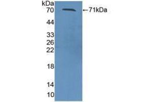 Western blot analysis of recombinant Mouse ZPI. (SERPINA10 抗体  (AA 22-448))