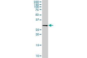PCTP MaxPab rabbit polyclonal antibody. (PCTP 抗体  (AA 1-214))