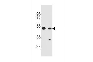 Western blot analysis in CEM,A549 cell line lysates (35ug/lane). (RFWD2 抗体  (N-Term))
