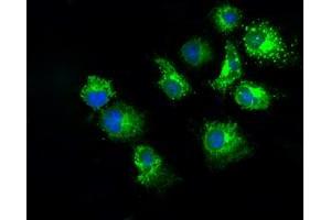 Anti-PKMYT1 mouse monoclonal antibody (ABIN2453481) immunofluorescent staining of COS7 cells transiently transfected by pCMV6-ENTRY PKMYT1 (RC222657). (PKMYT1 抗体)