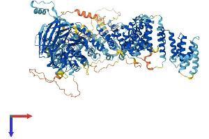 RAB3 GTPase Activating Protein Subunit 2 (Non-Catalytic) (RAB3GAP2) (AA 1-1366) protein (His tag)