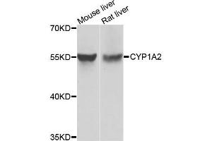 Western blot analysis of extracts of Mouse liver and rat liver cells, using CYP1A2 antibody. (CYP1A2 抗体)
