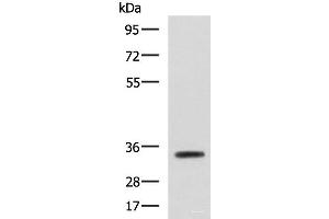 Western blot analysis of Mouse small intestines tissue lysate using ANXA13 Polyclonal Antibody at dilution of 1:800 (Annexin A13 抗体)