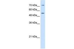 Image no. 1 for anti-Lipopolysaccharide Binding Protein (LBP) (AA 401-450) antibody (ABIN6749720) (LBP 抗体  (AA 401-450))