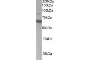 ABIN185280 staining (0. (ANTXR1 抗体  (C-Term))