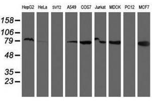 Image no. 2 for anti-Ribophorin 1 (RPN1) antibody (ABIN1500754) (RPN1 抗体)