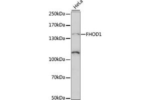 Western blot analysis of extracts of HeLa cells, using FHOD1 antibody (ABIN7267252) at 1:1000 dilution. (FHOD1 抗体  (AA 1010-1120))