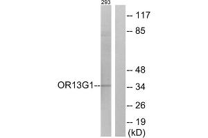 Western blot analysis of extracts from 293 cells, using OR13G1 antibody. (OR13G1 抗体  (C-Term))