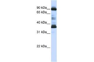 LOC645015 antibody used at 1 ug/ml to detect target protein. (LOC645015 (N-Term) 抗体)