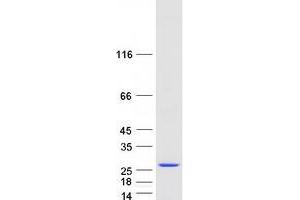 Western Blotting (WB) image for Prostaglandin E Synthase 3 (Cytosolic) (PTGES3) protein (Myc-DYKDDDDK Tag) (ABIN2730075)
