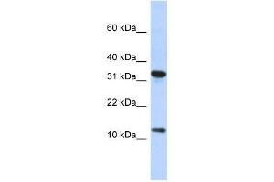 BTF3L1 antibody used at 0. (BTF3P11 抗体  (N-Term))