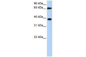 WB Suggested Anti-HSPA9 Antibody Titration:  0. (HSPA9 抗体  (C-Term))