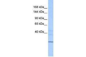 WB Suggested Anti-ZNHIT1 Antibody Titration:  0. (ZNHIT1 抗体  (N-Term))